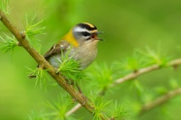 Kralicek ohnivy - Regulus ignicapilla - Firecrest o9539